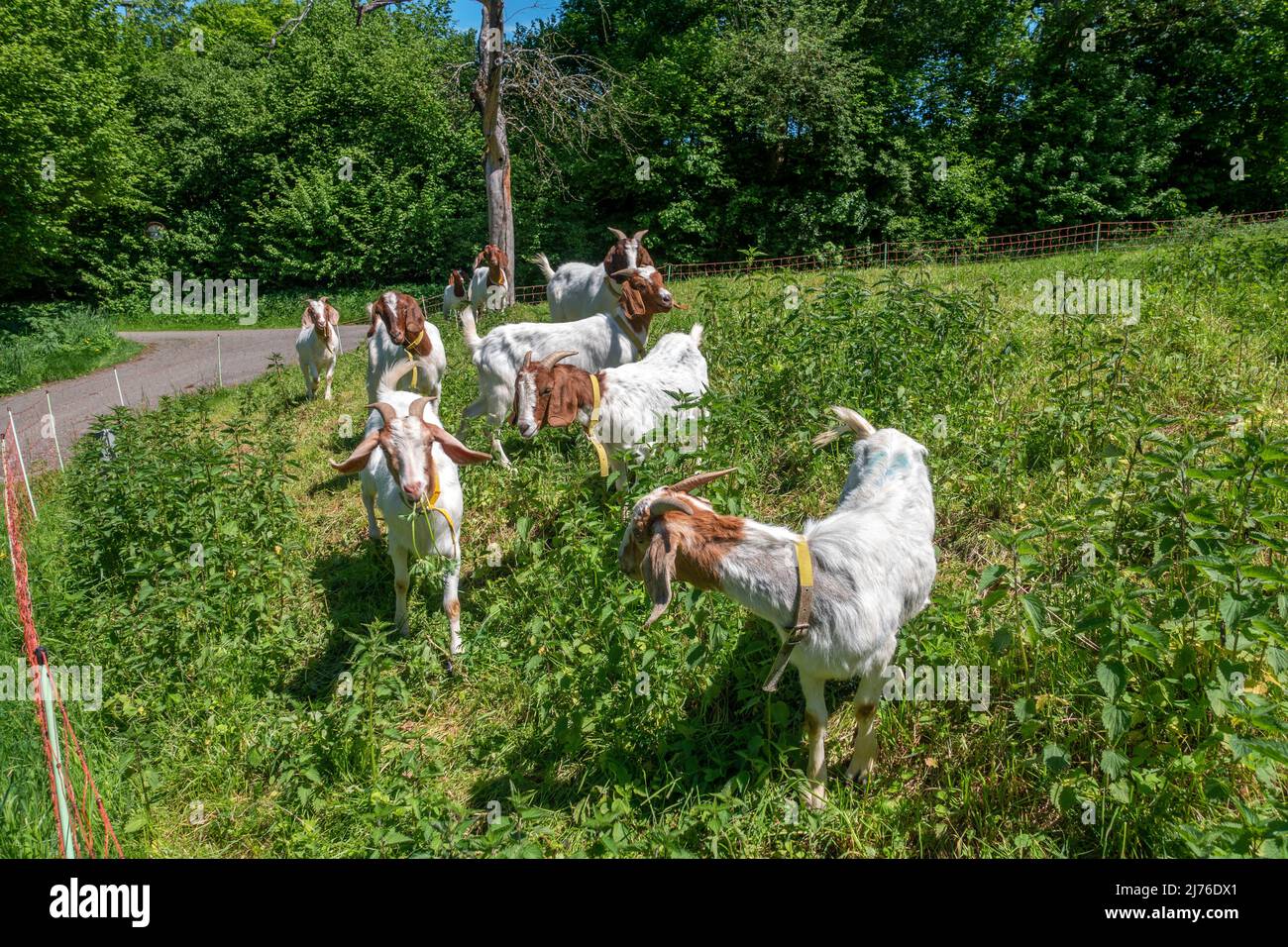 La Germania, Reutlingen, capra di capra, è una razza di capra domestica, che appartiene al genere di capra nella famiglia delle capre cornate. Foto Stock
