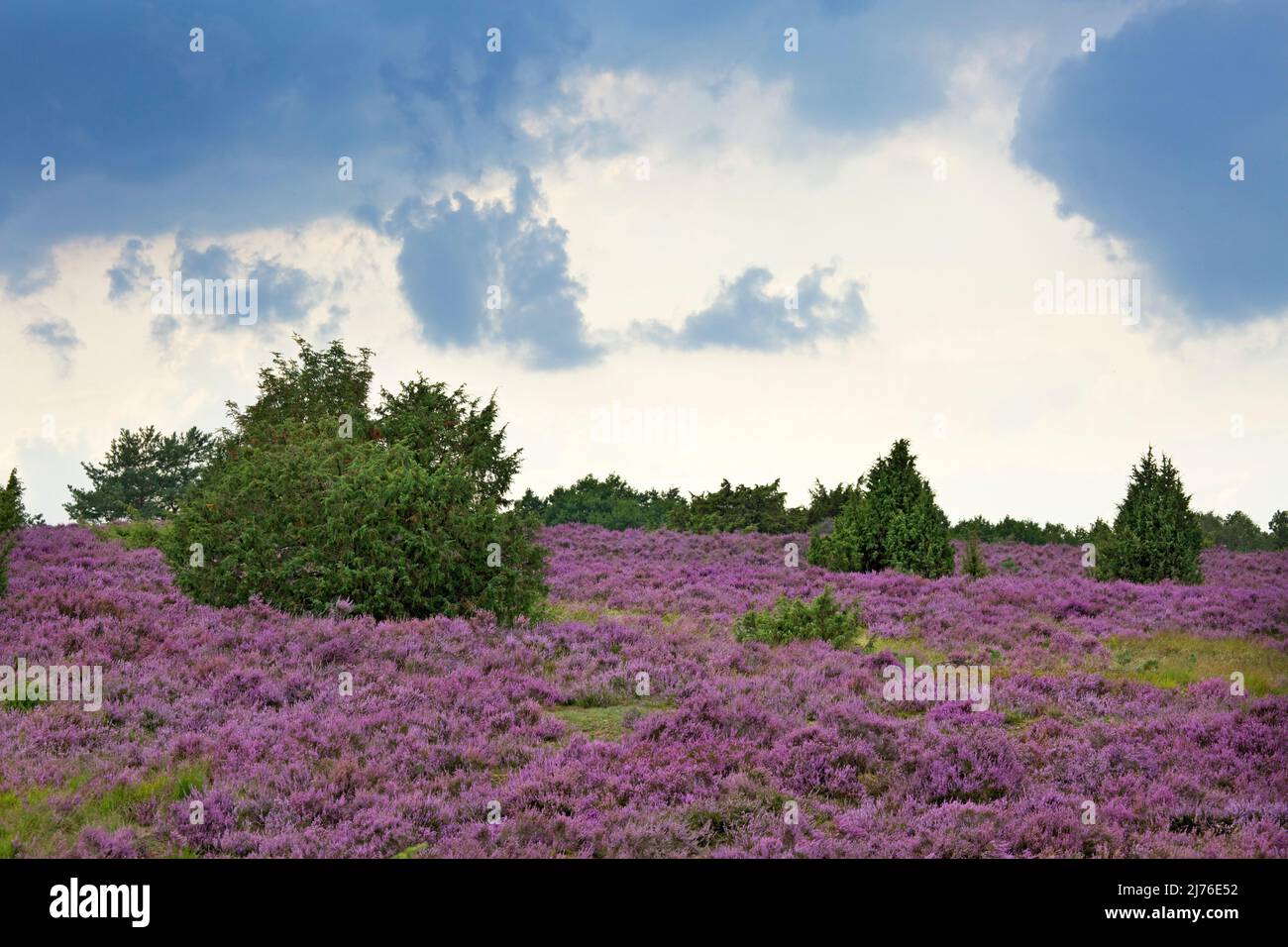 Doccia a pioggia sul paesaggio blu brughiera tra Wilsede e Döhle nel parco naturale Lüneburger Heide Foto Stock