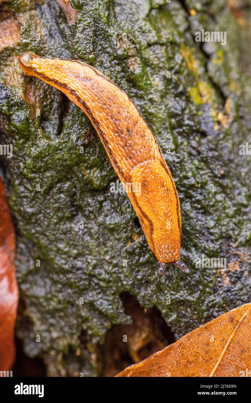 Slug spagnolo (Arion vulgaris) in habitat naturale Foto Stock