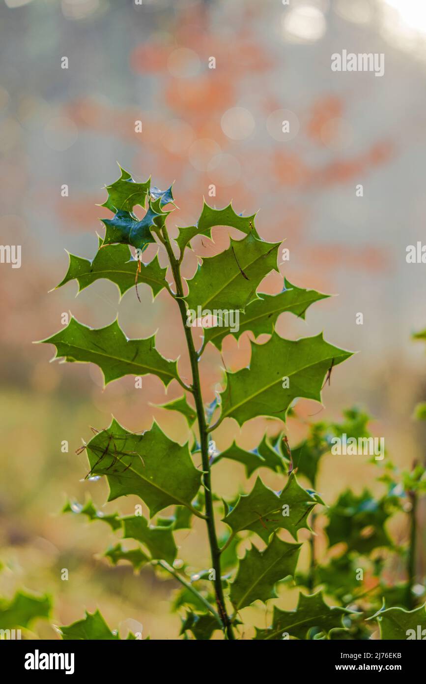 Holly / Bucky (Ilex aquifolium), foglie, bokeh circolare astratto Foto Stock