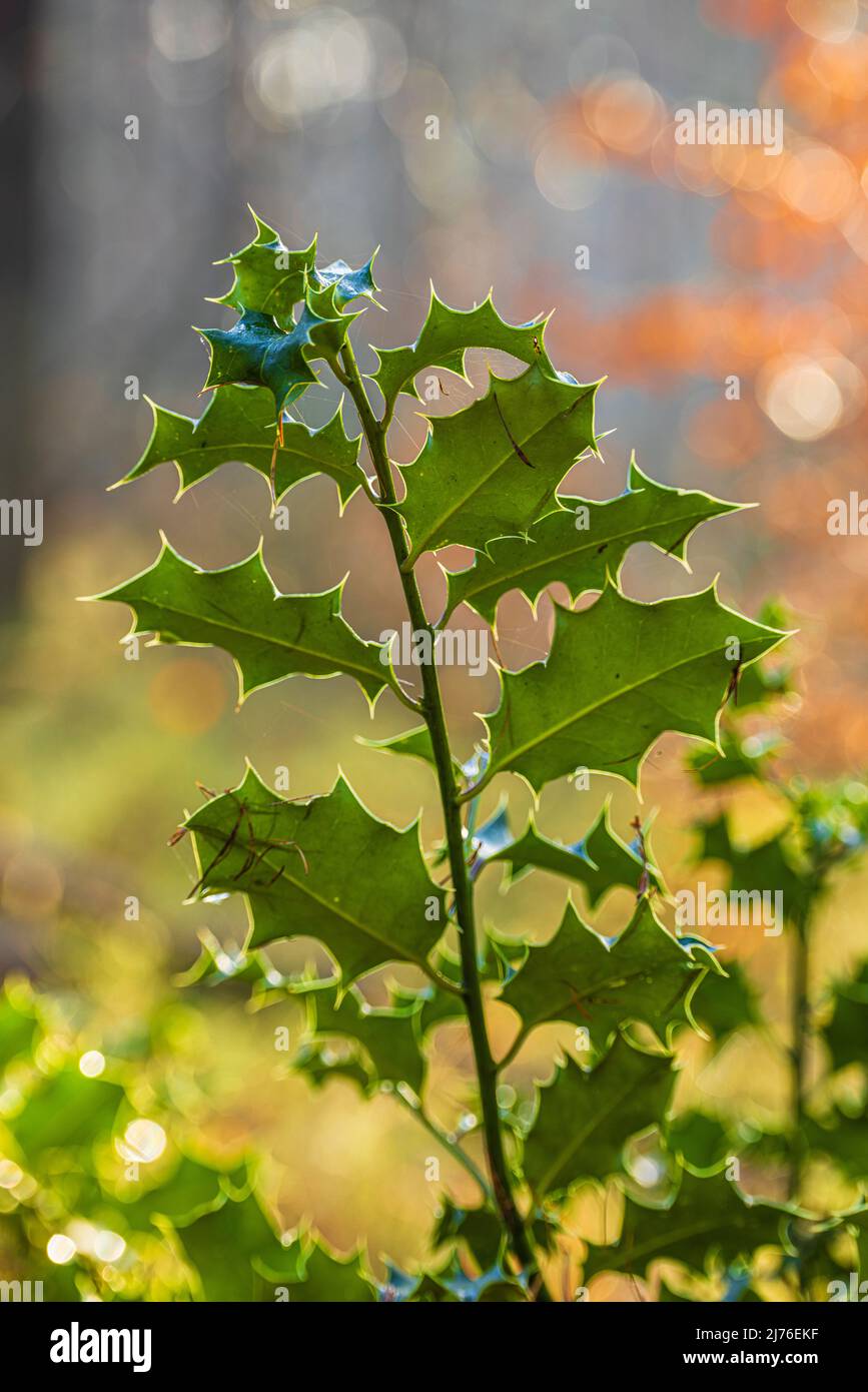 Holly / Bucky (Ilex aquifolium), foglie, bokeh circolare astratto Foto Stock