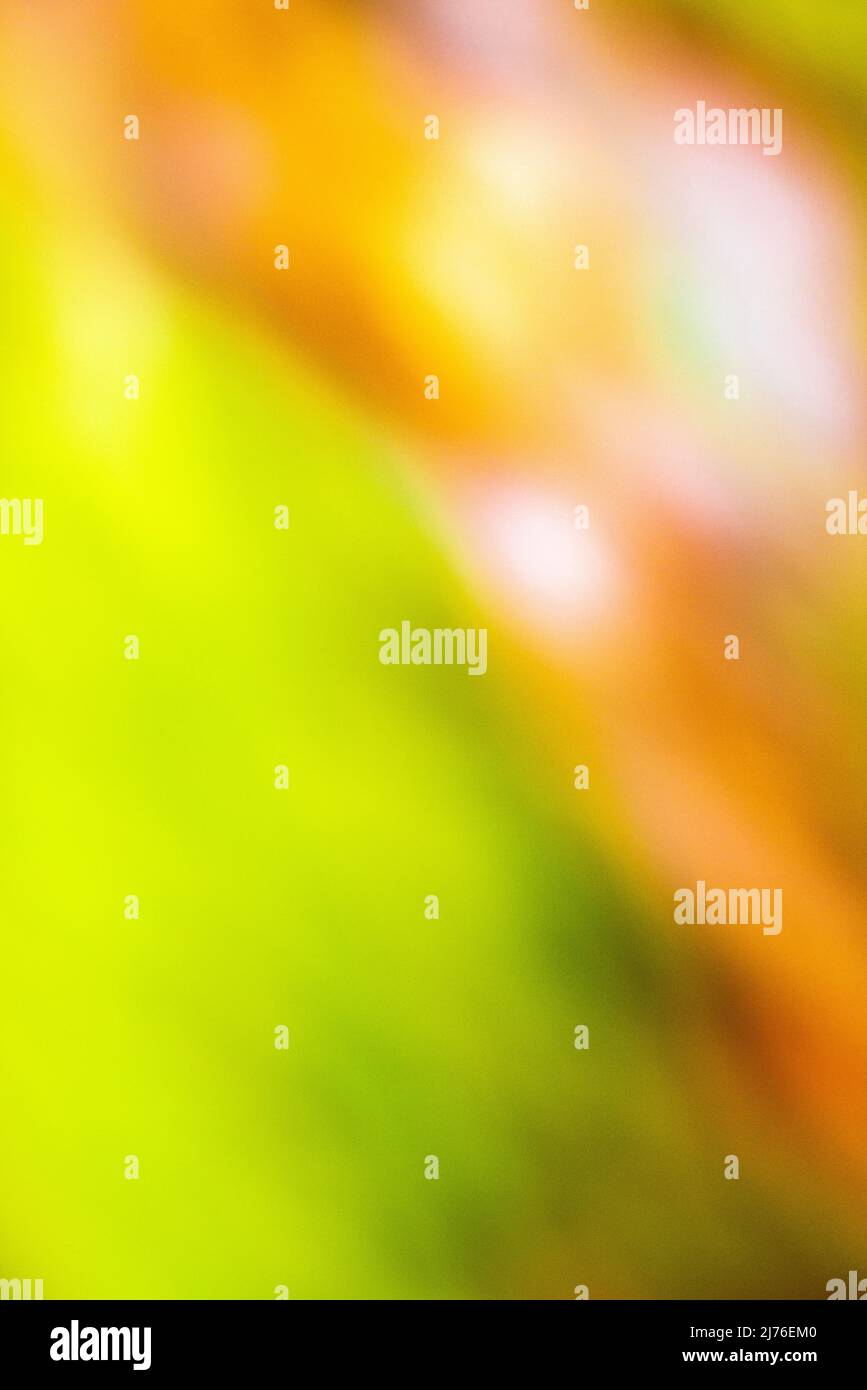 Carta da parati astratta dalla natura, sfondo naturale Foto Stock