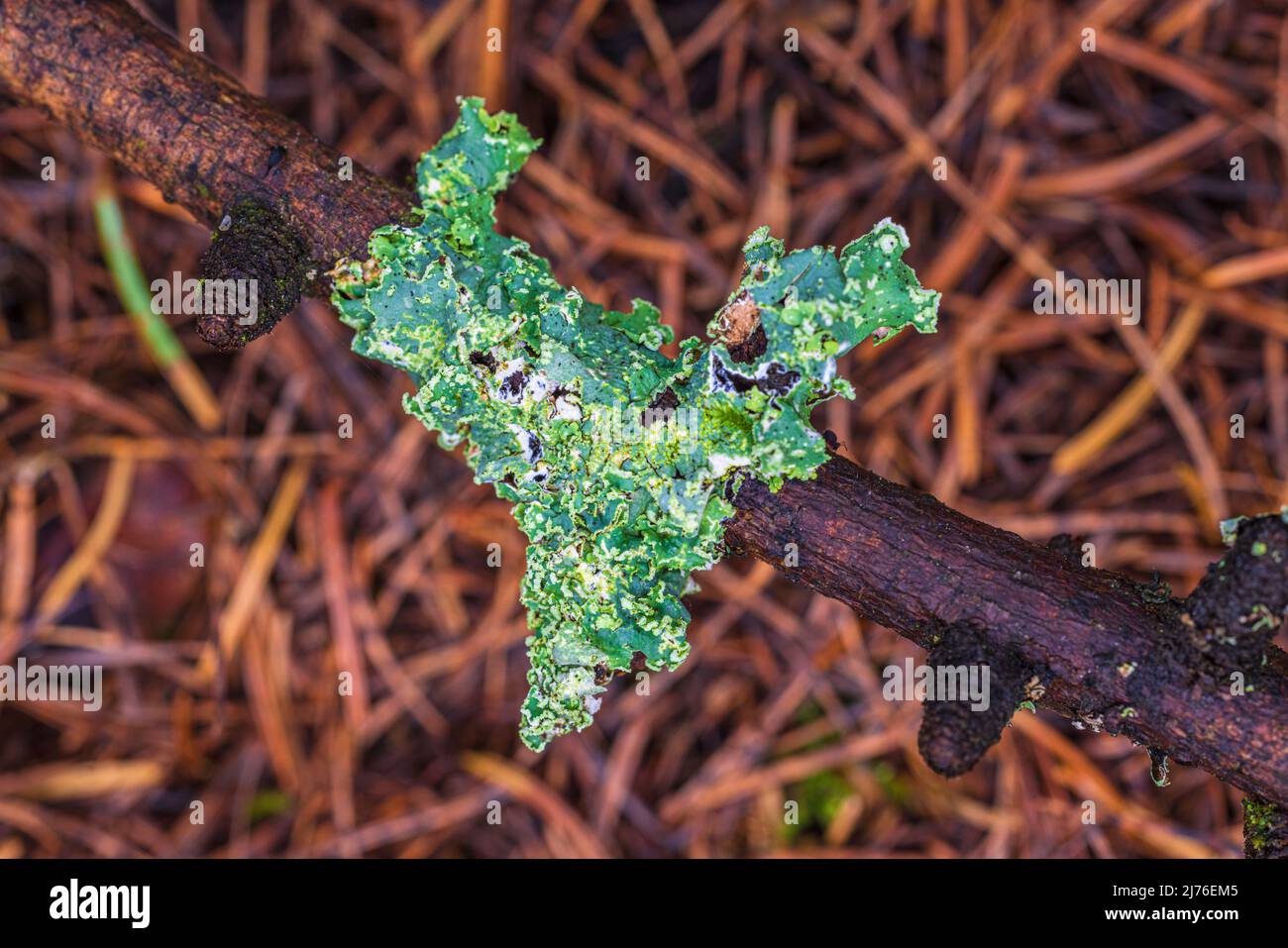 Licheni sul pavimento della foresta, lichen ciotola Foto Stock
