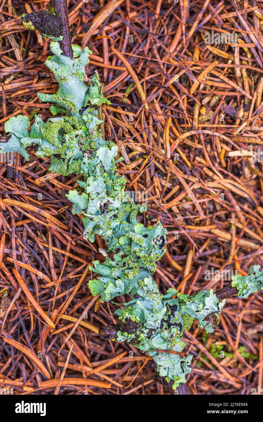 Licheni sul pavimento della foresta, lichen ciotola Foto Stock