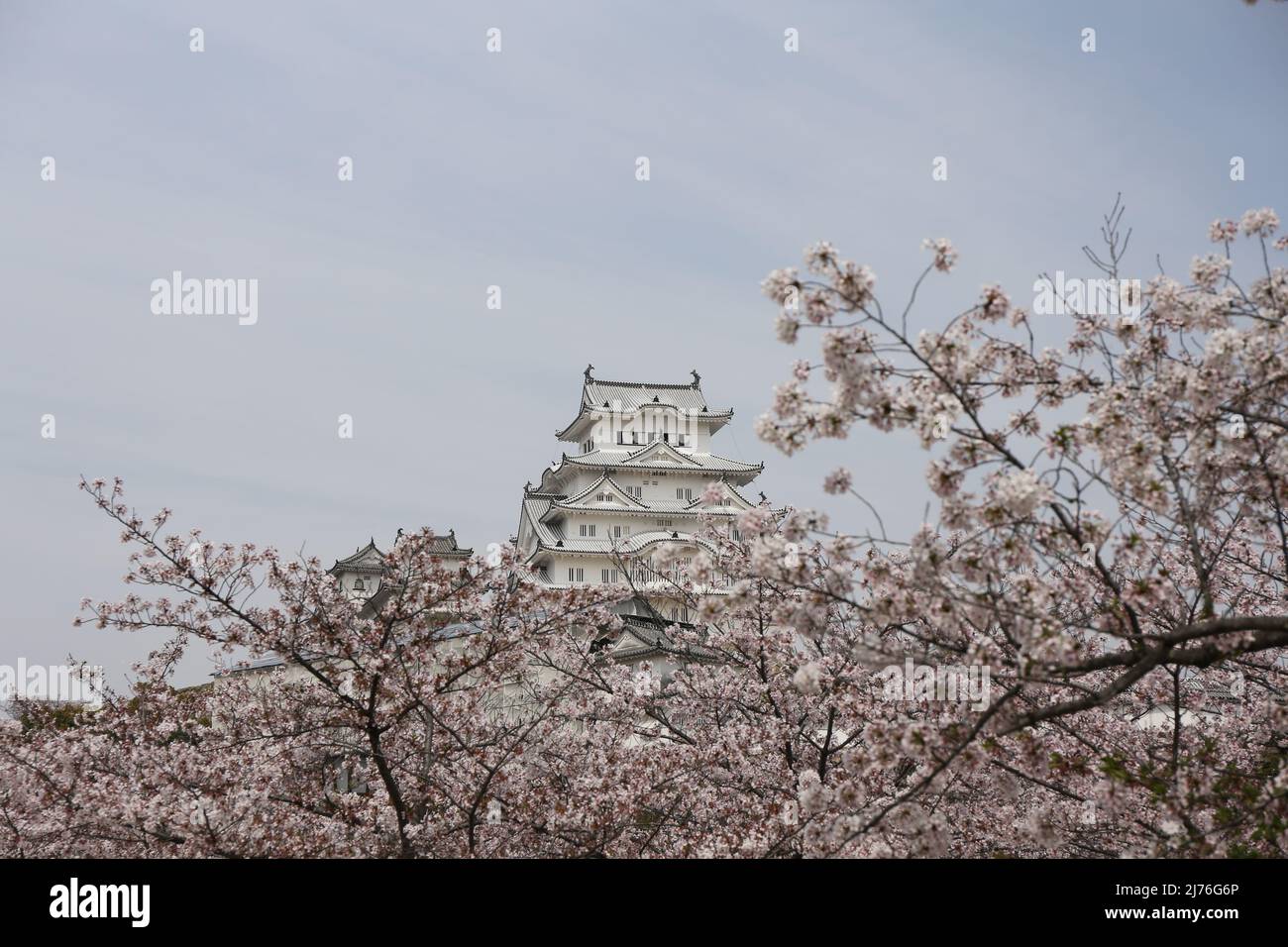 Sakura / Cherry Blossom fotografie scattate in diversi luoghi in Giappone durante la primavera dell'anno 2016. La serie contiene 16 immagini Foto Stock