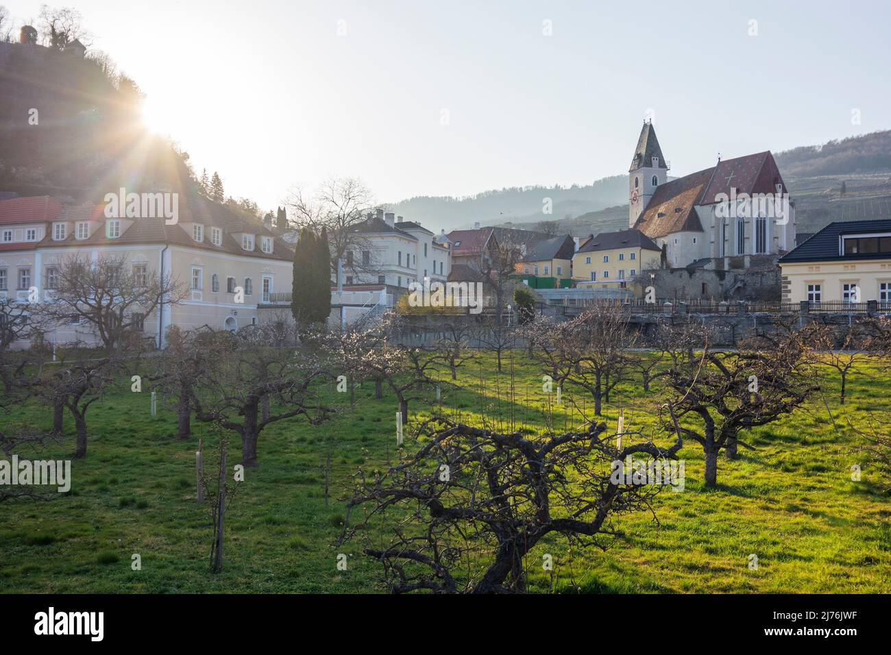 Spitz, chiesa Spitz, albicocche fiorite (Marille) nella regione di Wachau, bassa Austria, Austria Foto Stock