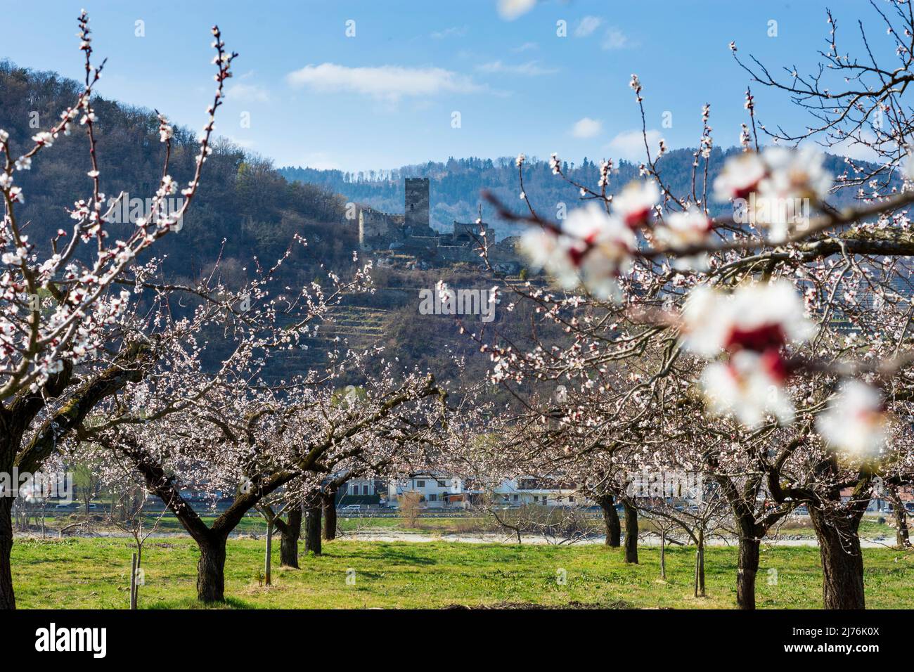 Spitz, Castello ruino Hinterhaus, vigneti, alberi di albicocca fiorita (Marille), frutteto nella regione di Wachau, bassa Austria, Austria Foto Stock