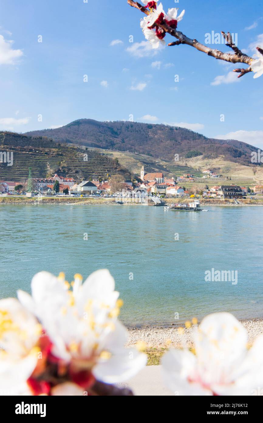 Spitz, fiume Donau con traghetto, vista alla chiesa Spitz, alberi di albicocca fiorita (Marille) nella regione di Wachau, bassa Austria, Austria Foto Stock
