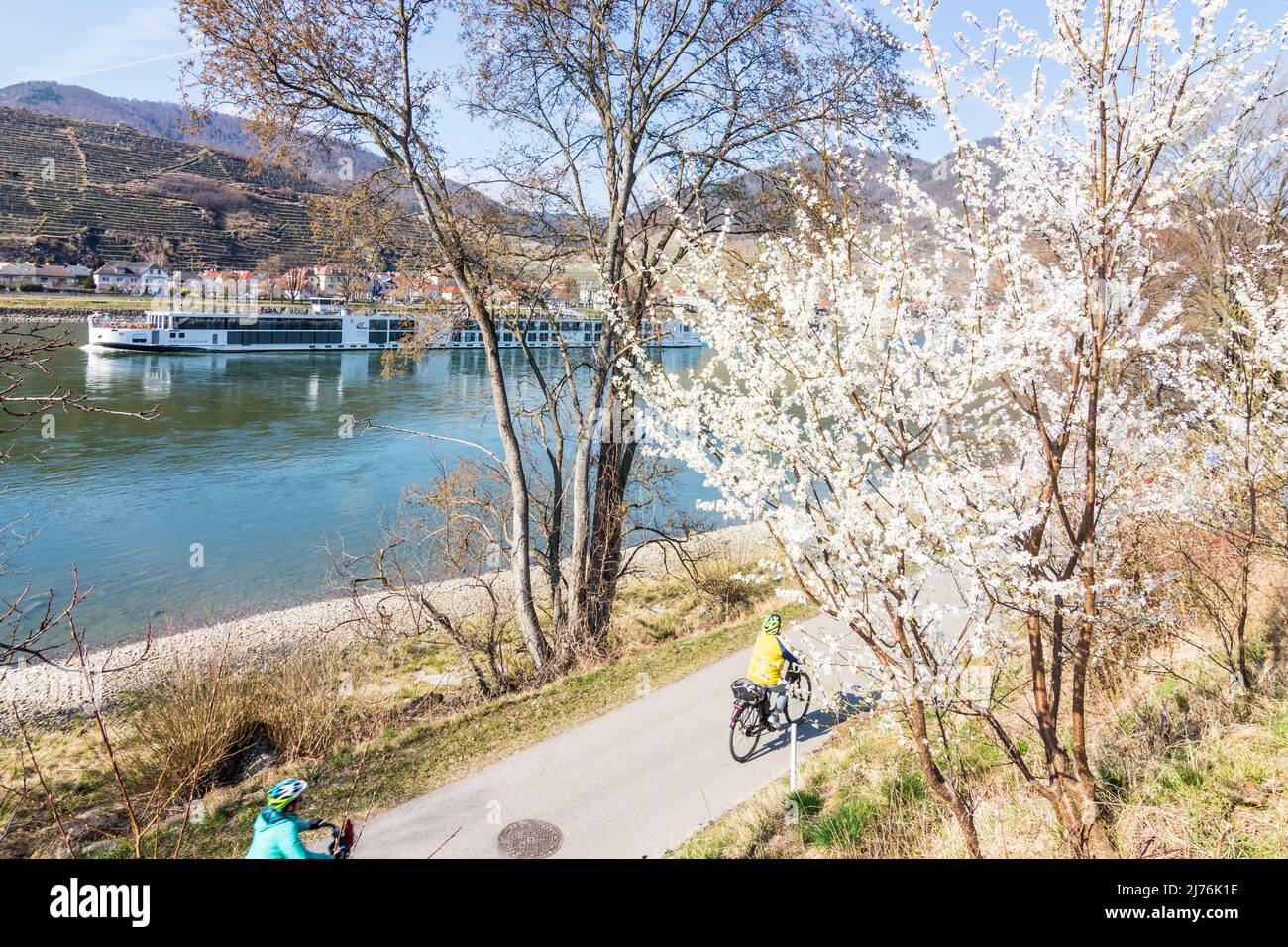Spitz, fiume Donau, ciclisti a Donauradweg (percorso ciclabile Danubio), albero fiorito, vista a Spitz nella regione di Wachau, bassa Austria, Austria Foto Stock