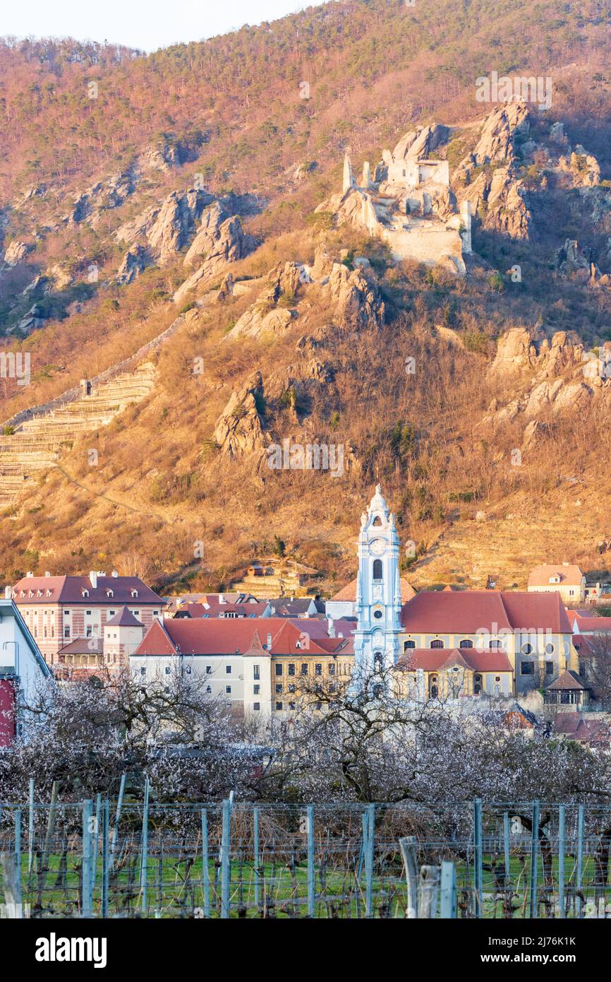 Dürnstein, chiesa dell'Abbazia di Dürnstein, rovine del castello di Dürnstein, alberi di albicocche fiorite (Marille) e vigneti nella regione di Wachau, bassa Austria, Austria Foto Stock