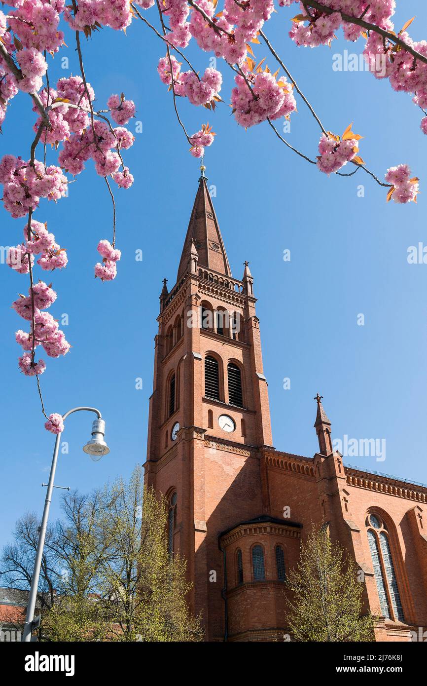 Berlino, Schöneberg, Kurfürstenstraße, Chiesa dei dodici Apostoli, fioritura dei ciliegi giapponesi Foto Stock