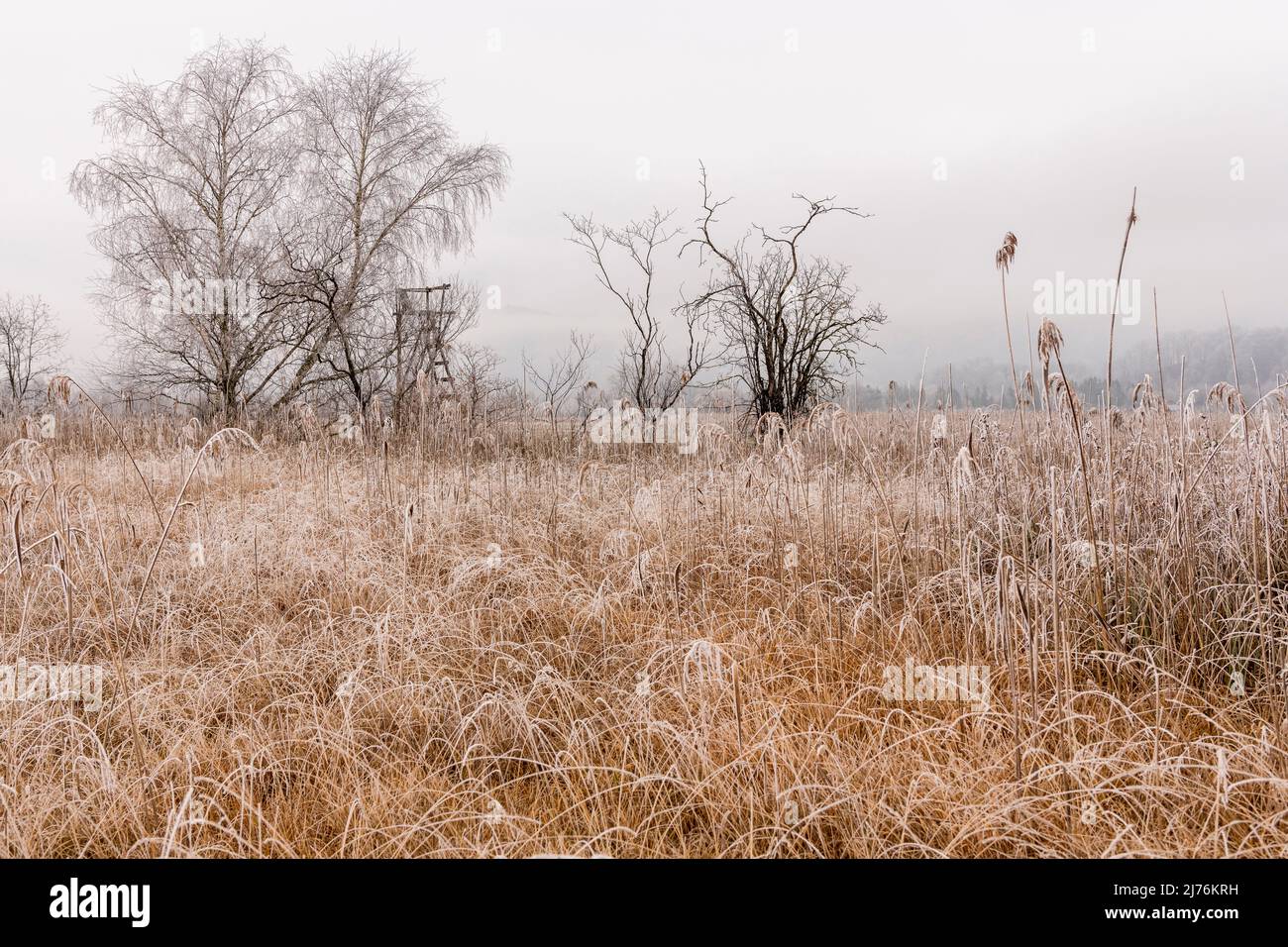 Un nascondiglio di caccia tra cespugli, alberi e canne ricoperte di gelo con nubi a bassa sospensione nei Kocheler Moos vicino a Schlehdorf, ai piedi delle Alpi bavaresi. Foto Stock