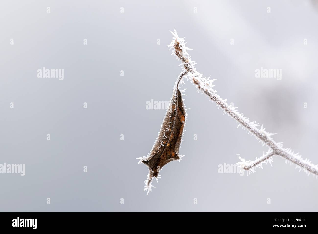 Gelo con ghiaccio appuntito impresso su una sola foglia autunnale Foto Stock