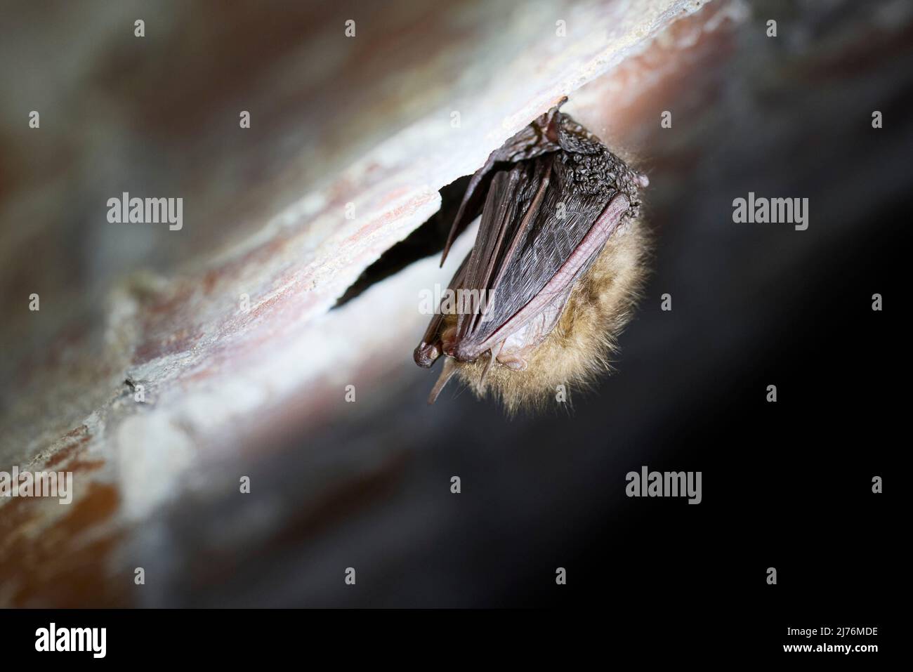 Pipistrello, pipistrello bruno a orecchie lunghe, Plecotus auritus, ibernazione Foto Stock