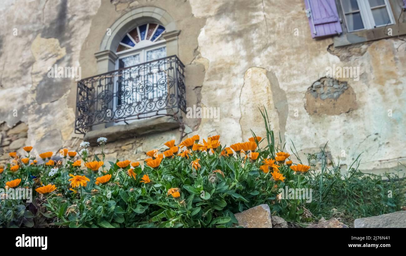 Marigolds a Paguignan. Foto Stock