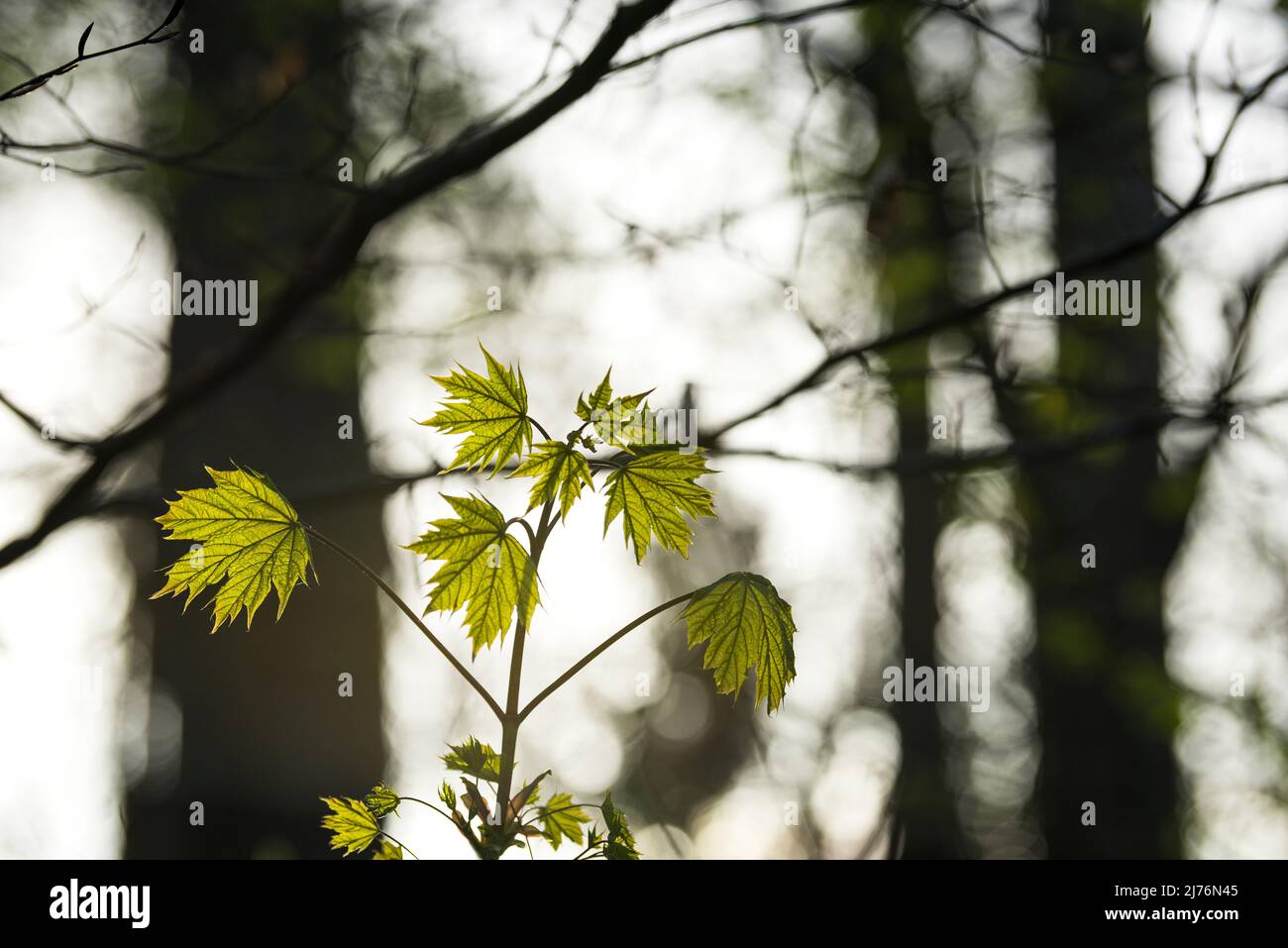 Giovane acero norvegese (Acer platanoides) con fogliame verde chiaro fresco, primavera, retroilluminazione, Germania, Baden-Württemberg, Markgräflerland Foto Stock
