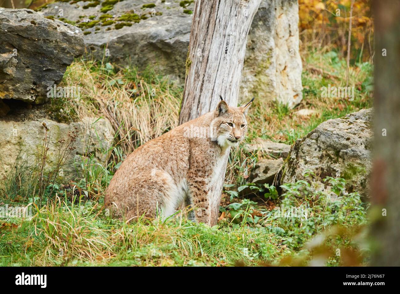Lynx eurasiatica (lynx lynx), compensazione forestale, laterale, seduta Foto Stock