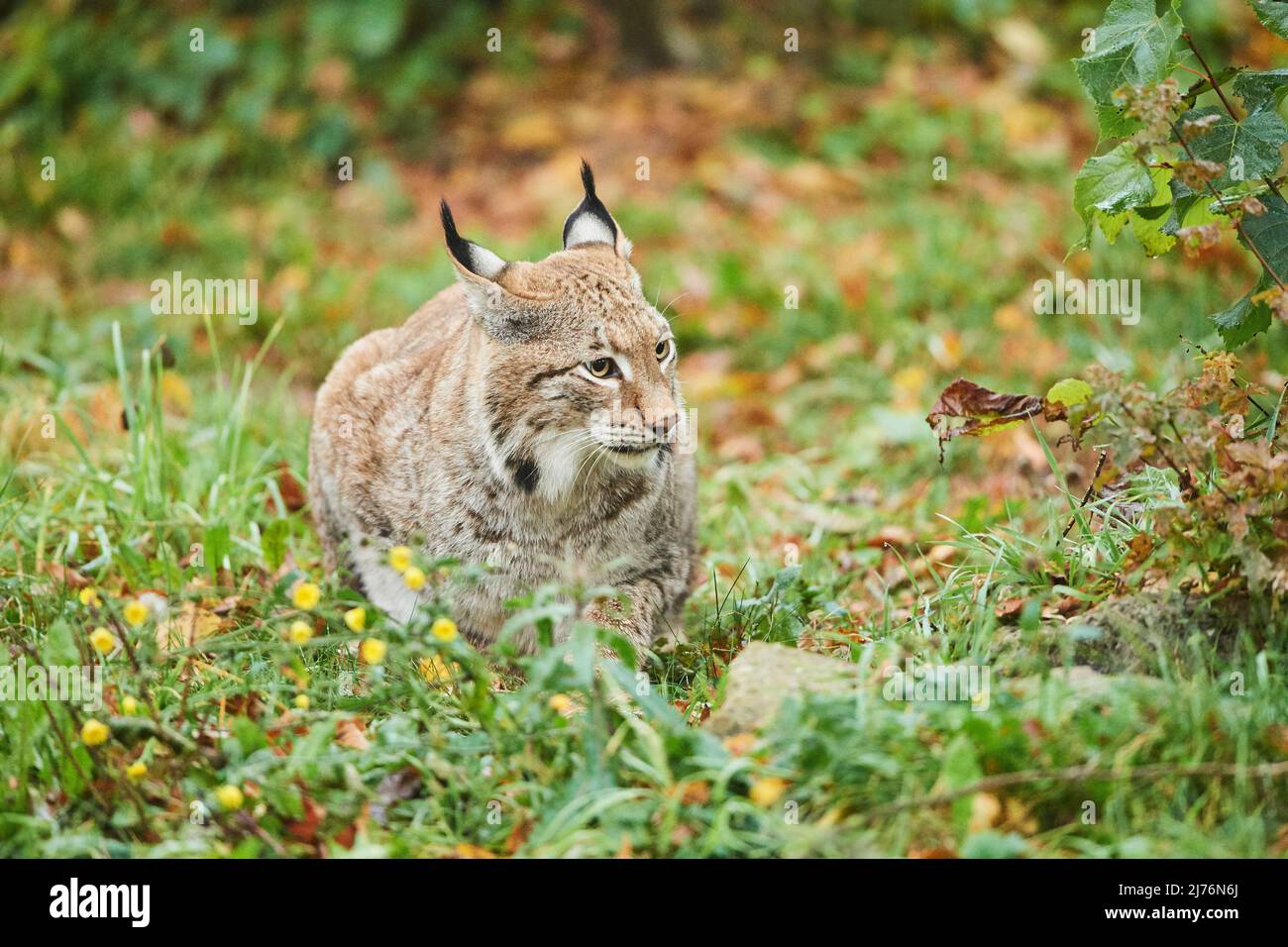 Lynx eurasiatica (lynx lynx), compensazione della foresta Foto Stock