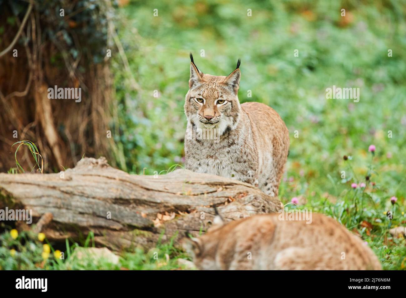 Lynx eurasiatica (lynx lynx), compensazione foresta, in piedi, telecamera Foto Stock