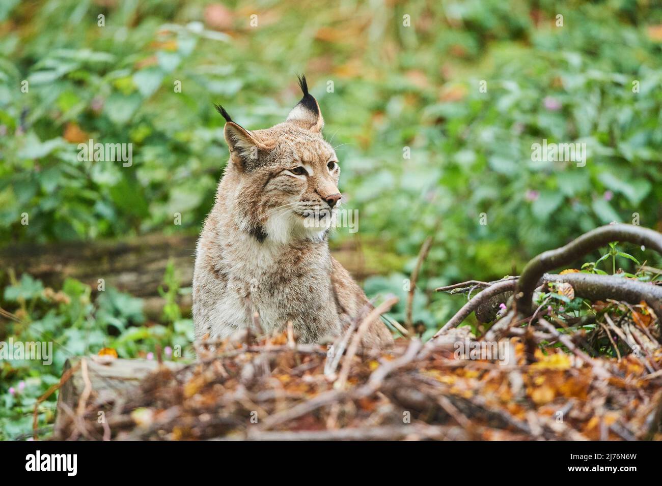 Lynx eurasiatica (lynx lynx), compensazione della foresta Foto Stock
