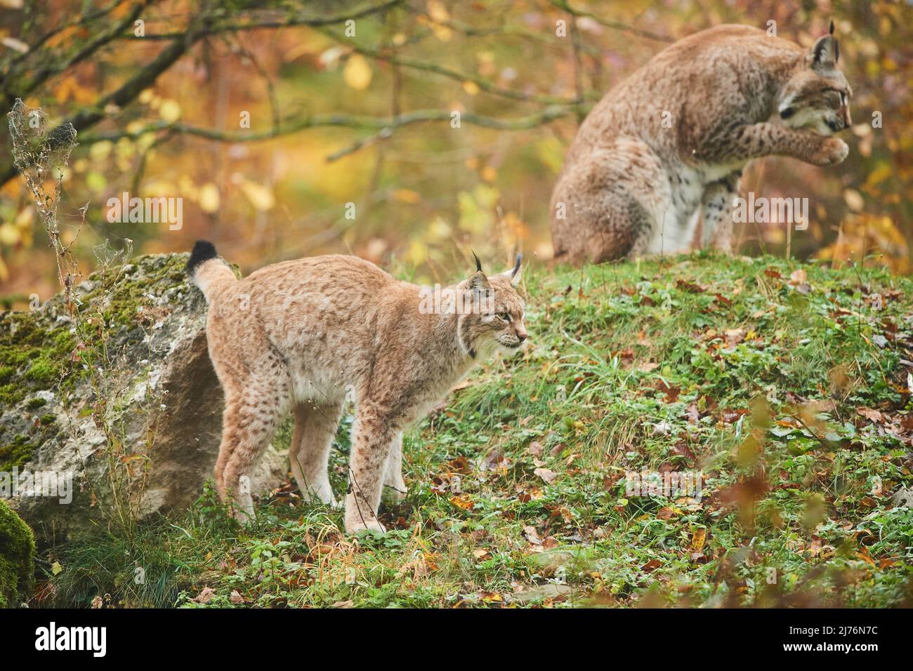 Lynx eurasiatica (lynx lynx), compensazione forestale, laterale, stand, territorio, contrassegno Foto Stock