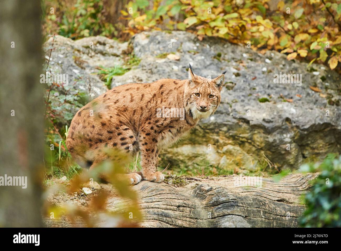 Lynx eurasiatica (lynx lynx), compensazione della foresta, seduta, telecamera di visione Foto Stock