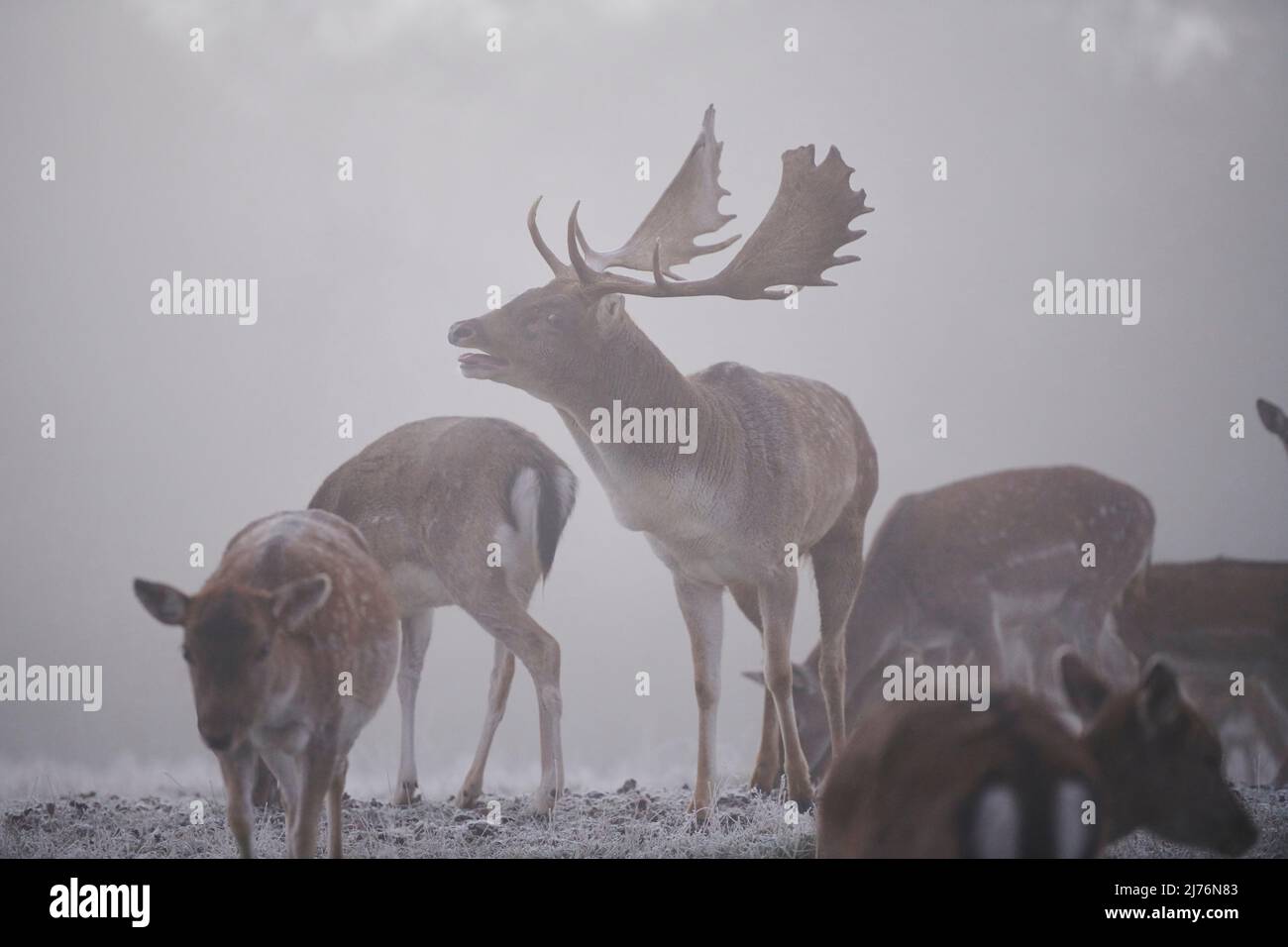 Daino (Dama dama), schiarimento, prato, in piedi Foto Stock