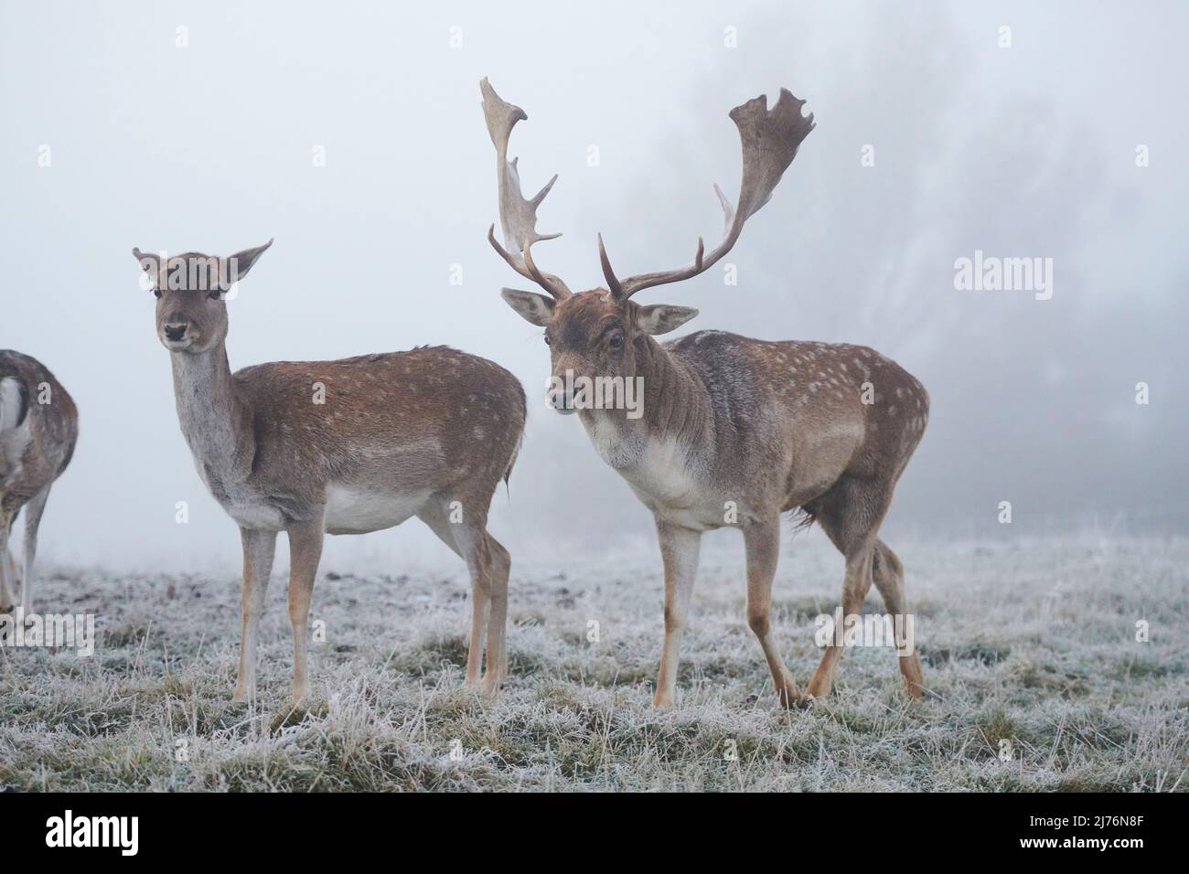 Daino (Dama dama), schiarimento, prato, in piedi Foto Stock