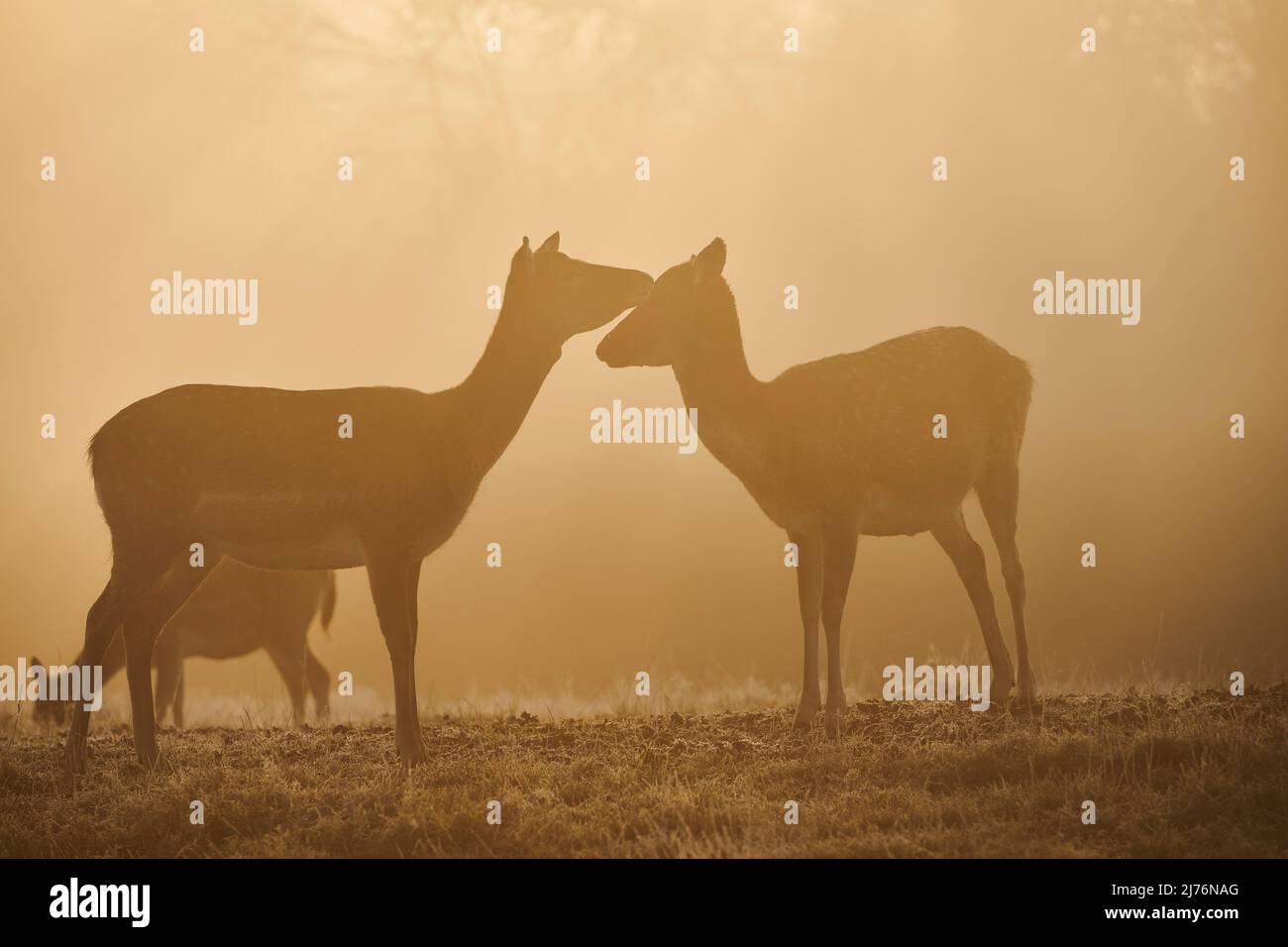 Daino (Dama dama), schiarimento, prato, in piedi Foto Stock