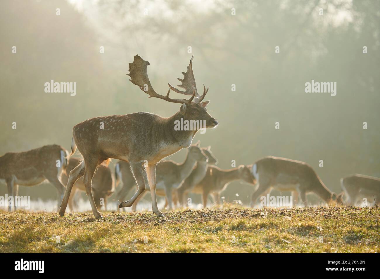 Daino (Dama dama), schiarimento, prato, in piedi Foto Stock