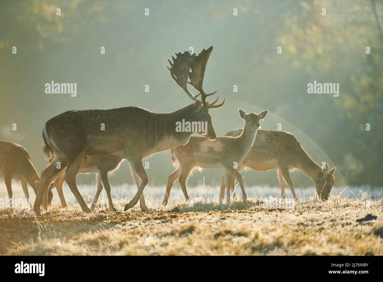 Daino (Dama dama), schiarimento, prato, in piedi Foto Stock
