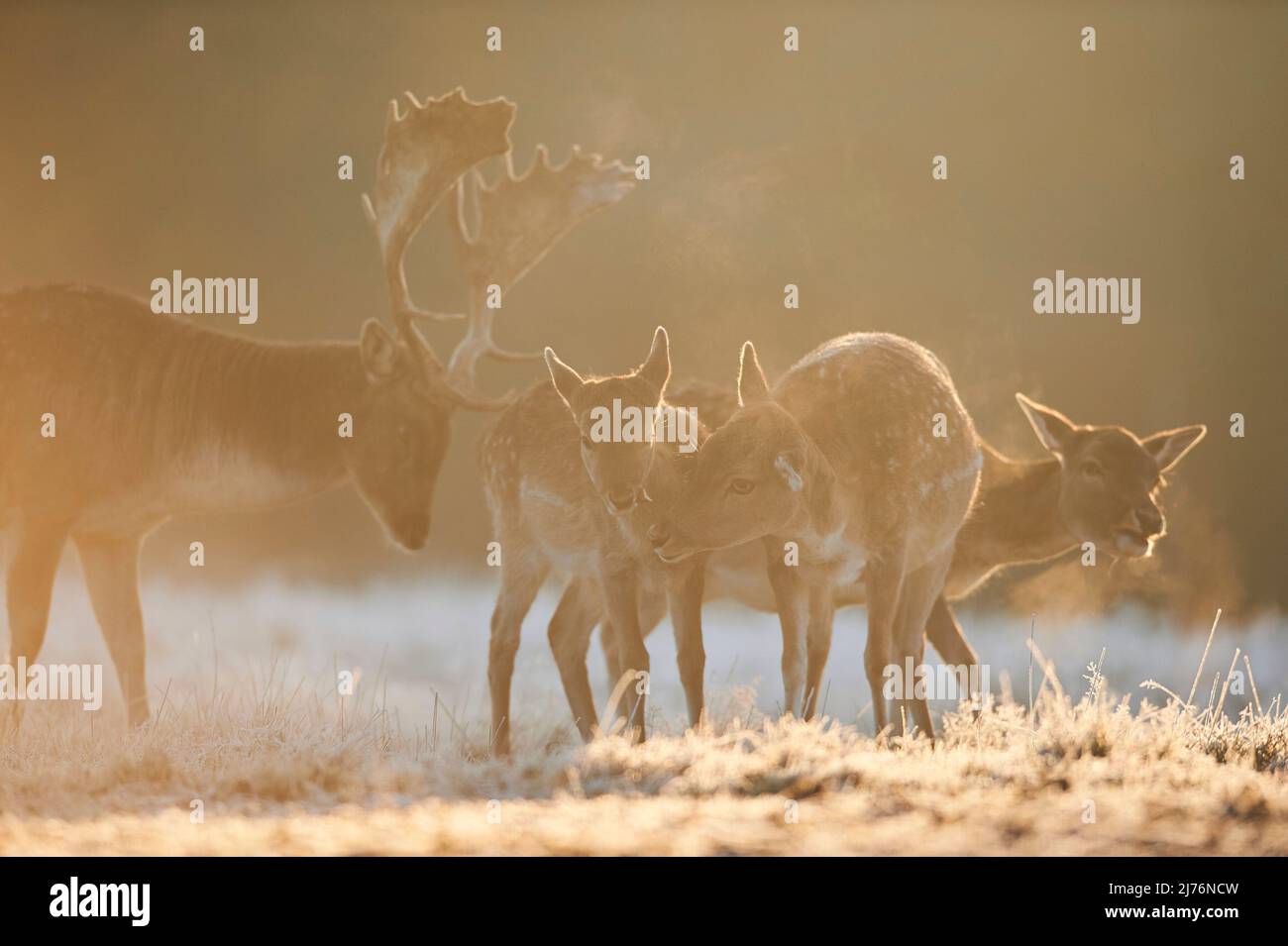 Daino (Dama dama), schiarimento, prato, in piedi, Foto Stock