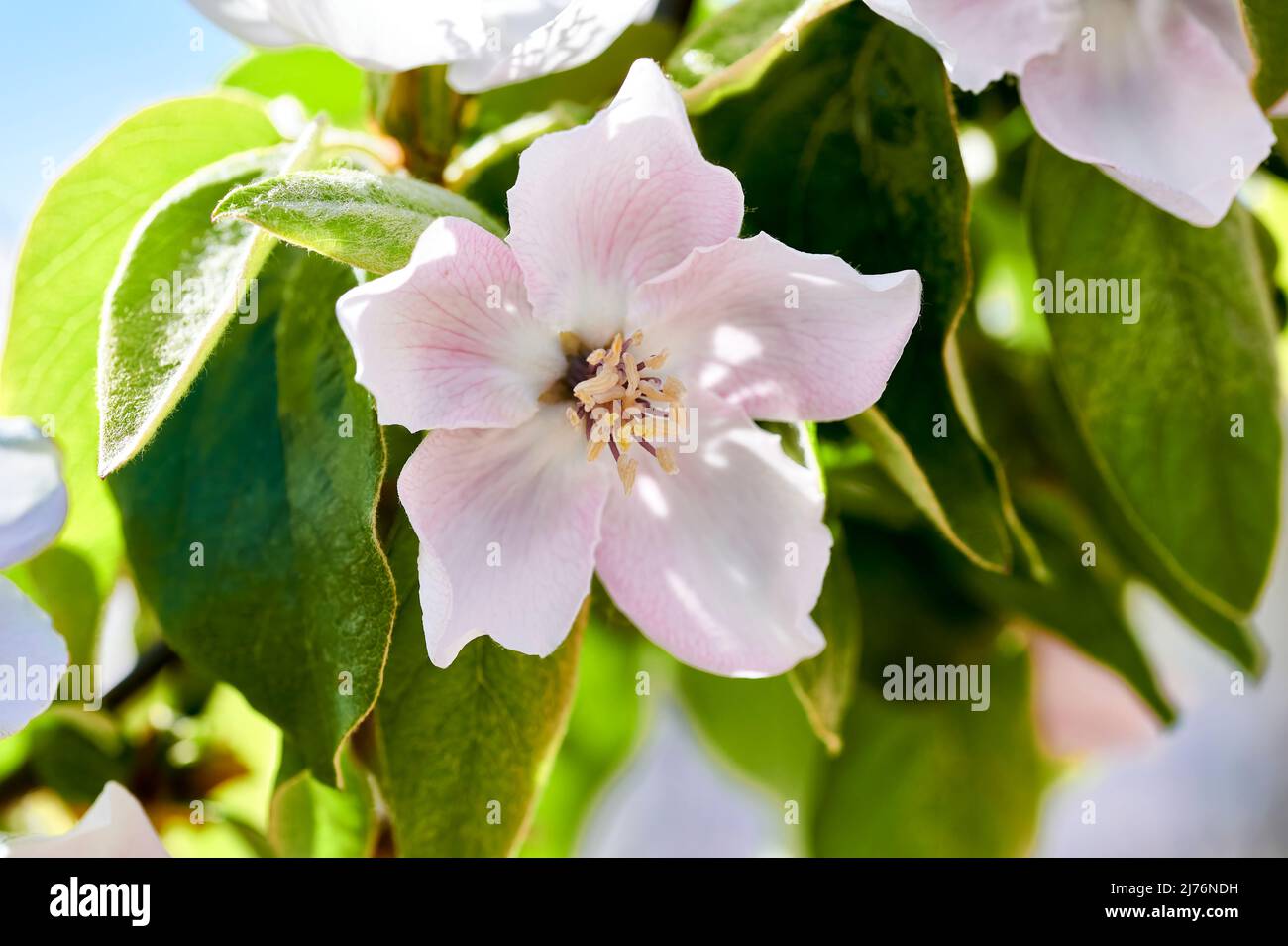 Primo piano di un fiore di mele cotogne, Cydonia oblunga, della famiglia Rosaceae con petali bianchi e rosa con filamenti allungati che terminano in antere bianche Foto Stock