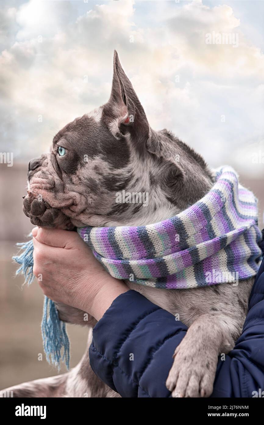 French brindle bulldog blu in una sciarpa si siede sulle mani primo piano Foto Stock