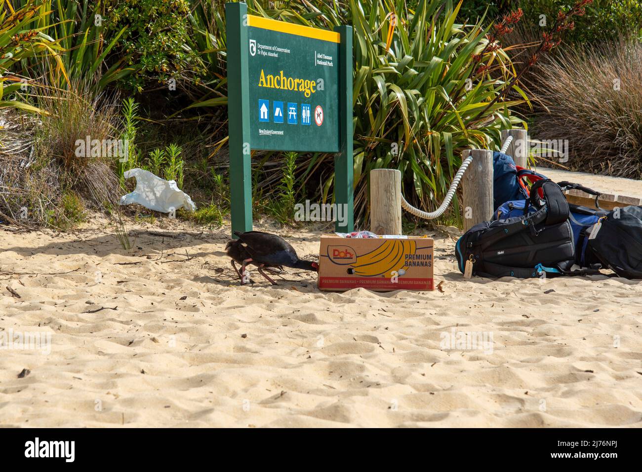Nosy Weka uccelli alla ricerca di cibo presso la spiaggia di Abel Tasman National Park, Nuova Zelanda Foto Stock