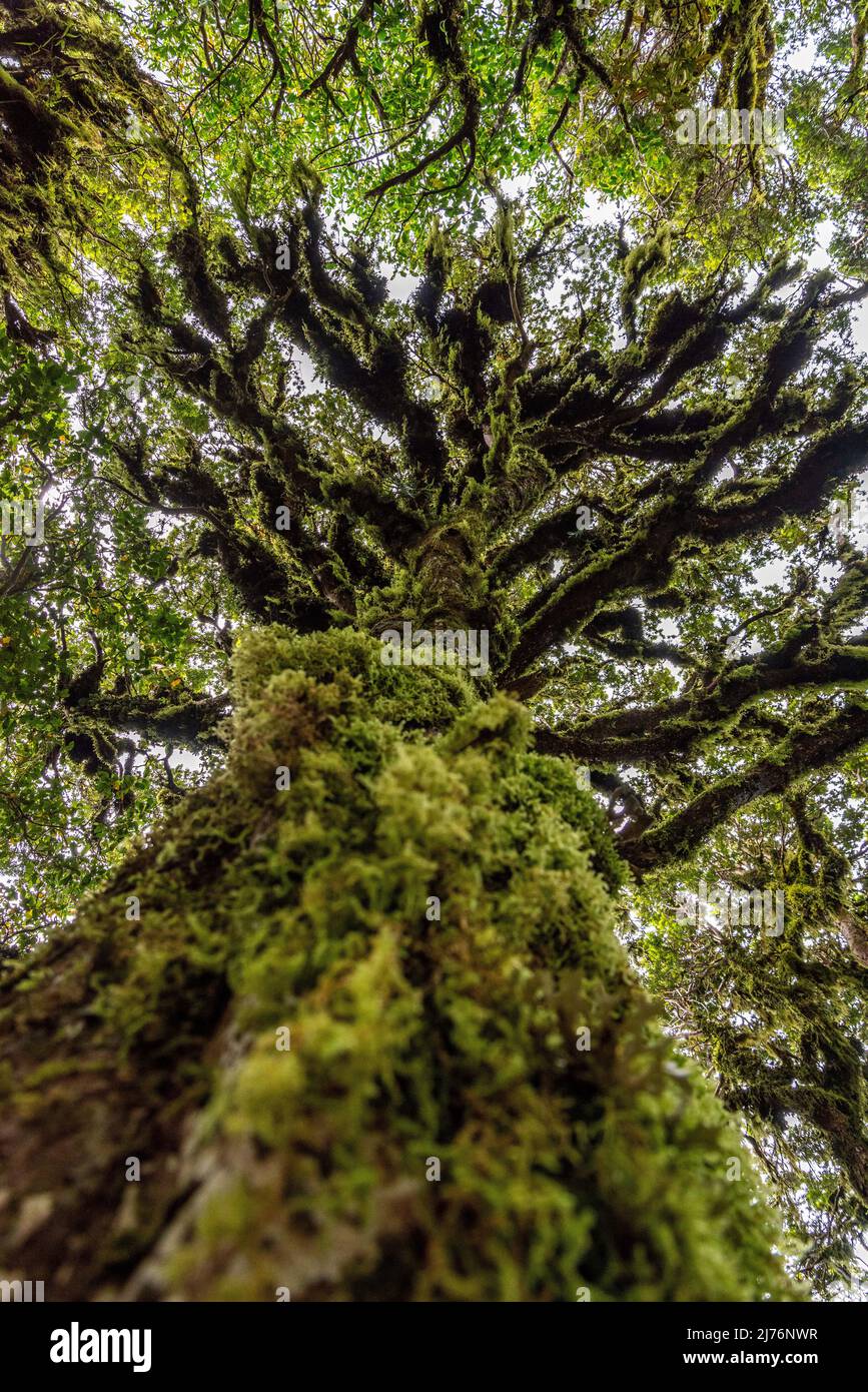 Foresta pluviale vicino al Monte Taranaki nel Parco Nazionale di Egmont, Isola del Nord della Nuova Zelanda Foto Stock