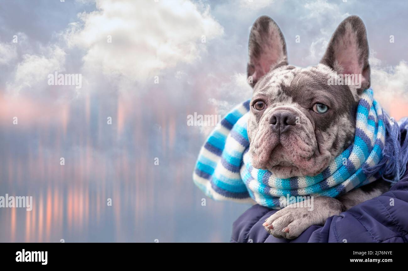 Bulldog francese in sciarpa sullo sfondo con la città sfocata e le nuvole, brindle blu con gli occhi diversi Foto Stock