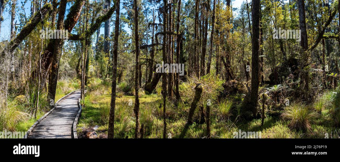 Passeggiata lungo un'idilliaca foresta pluviale sull'Isola del Sud della Nuova Zelanda Foto Stock