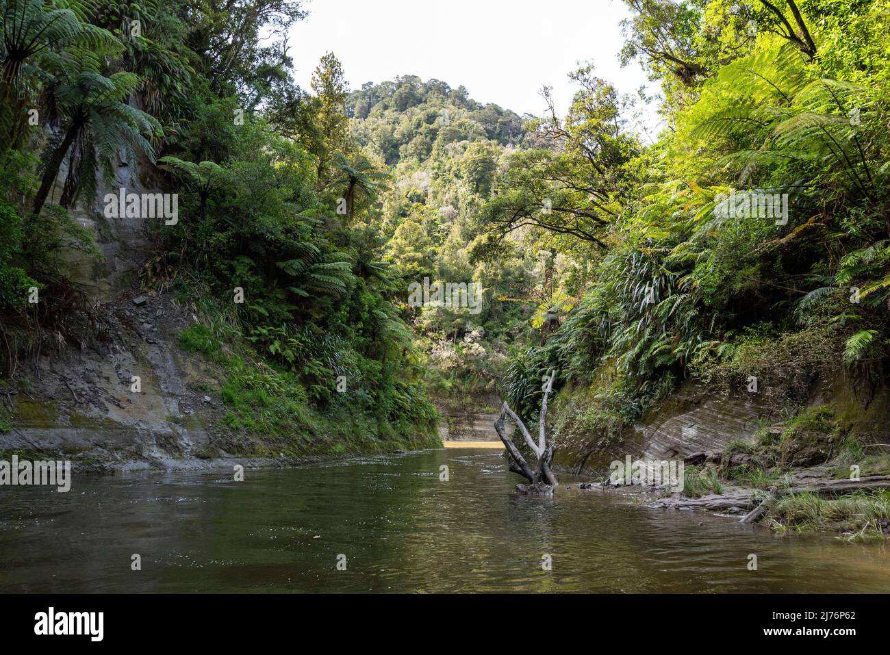 Tour sul fiume Whanganui incontaminato e attraverso la giungla circostante, Isola del Nord della Nuova Zelanda Foto Stock