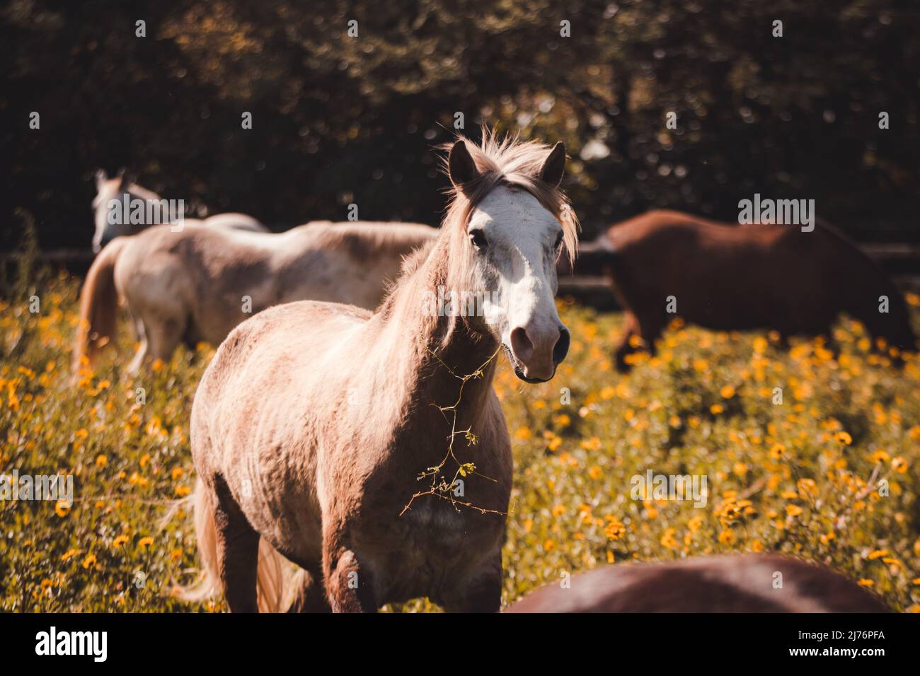 Fotografia a cavallo, all'aperto, animali felici su un campo di fiori divertirsi. Foto Stock