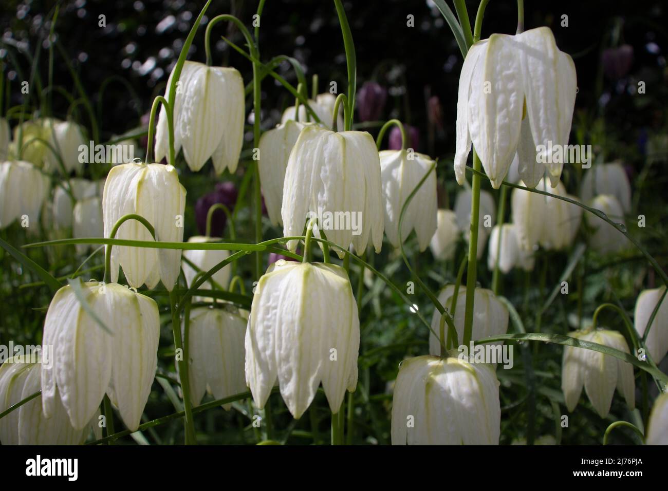 La testa del serpente bianco fritillary (Fritillaria meleagris) in un ambiente naturale boschivo Foto Stock