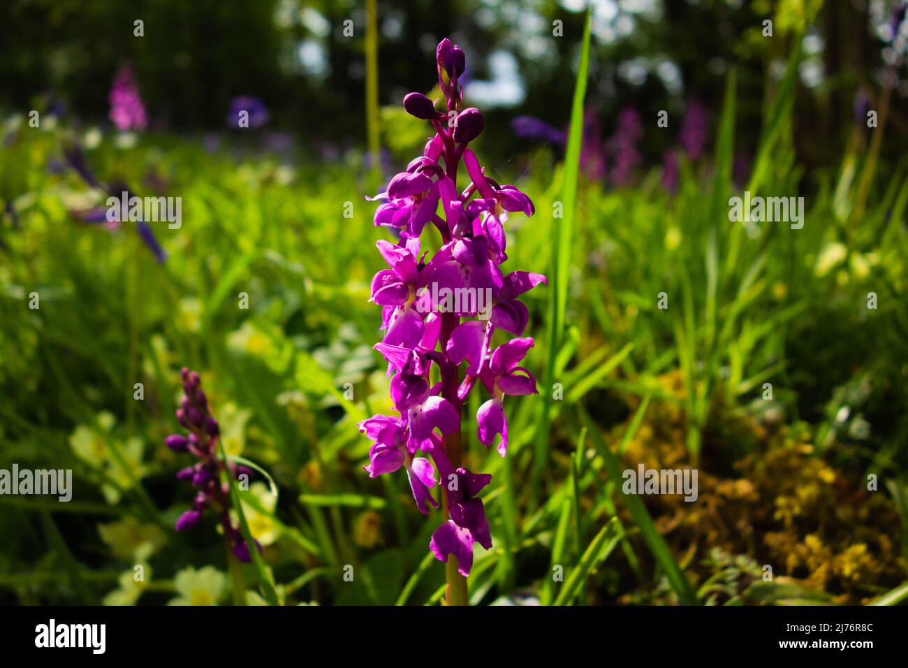 Primrose gialle e fiori di orchidea viola in anticipo su una banca Devon con gli alberi sullo sfondo Foto Stock