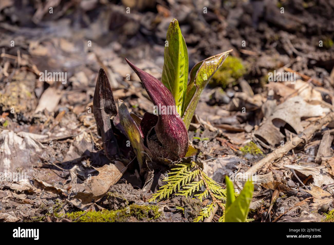 Il cavolo di Skunk (Symplocarpus foetidus) è una delle prime piante autoctone a crescere e fiorire all'inizio della primavera nel Wisconsin. Foto Stock