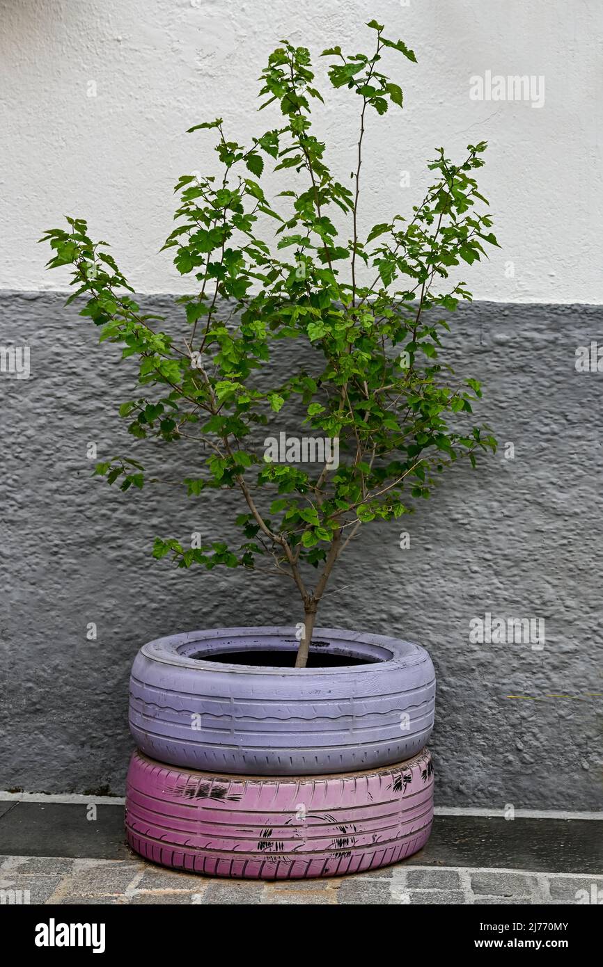 Giornata internazionale dell'ambiente - impianto protetto con pneumatici Foto Stock