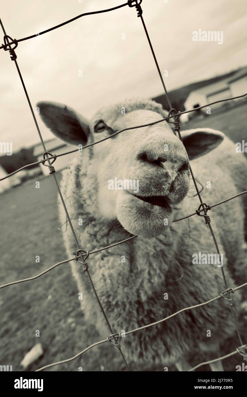 Una divertente fotografia di pecora che attacca il naso attraverso la recinzione a Valley Shepherd Creamery è un'esperienza unica in azienda agricola nel New Jersey, Stati Uniti. Foto Stock