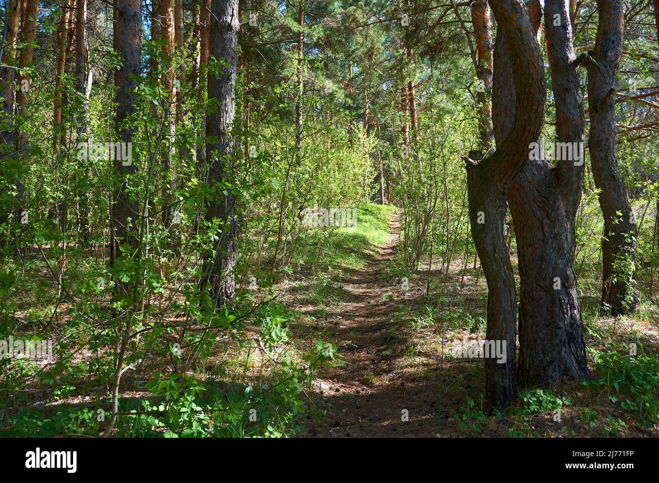 Sentieri nella foresta di conifere. Foto Stock