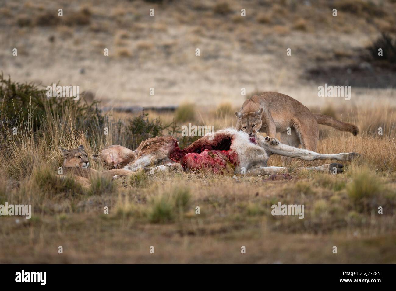 Alimentazione di Puma su una carcassa di Guanaco, Cile Foto Stock
