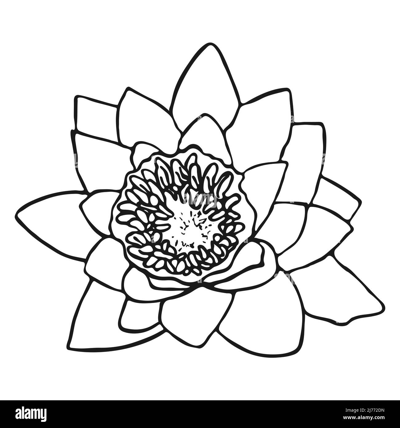 Acquare il fiore di giglio schizzo. Doodle acqua giglio schizzo. Semplice disegno a mano di un fiore. Contorno nero. Illustrazione vettoriale. Illustrazione Vettoriale