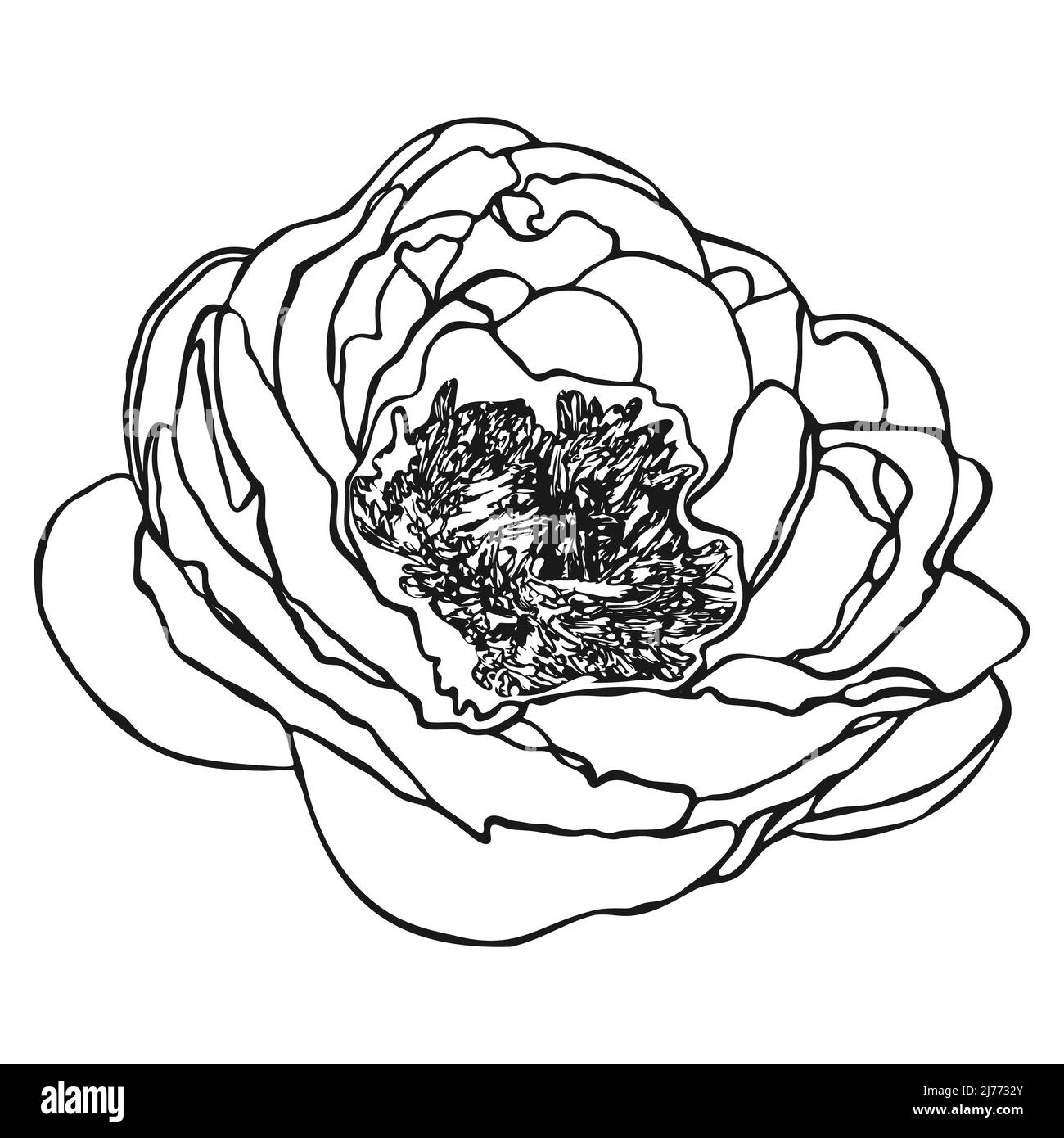 Peony fiore schizzo. Dodle peony sketch. Semplice disegno a mano di un fiore. Contorno nero. Illustrazione vettoriale. Illustrazione Vettoriale