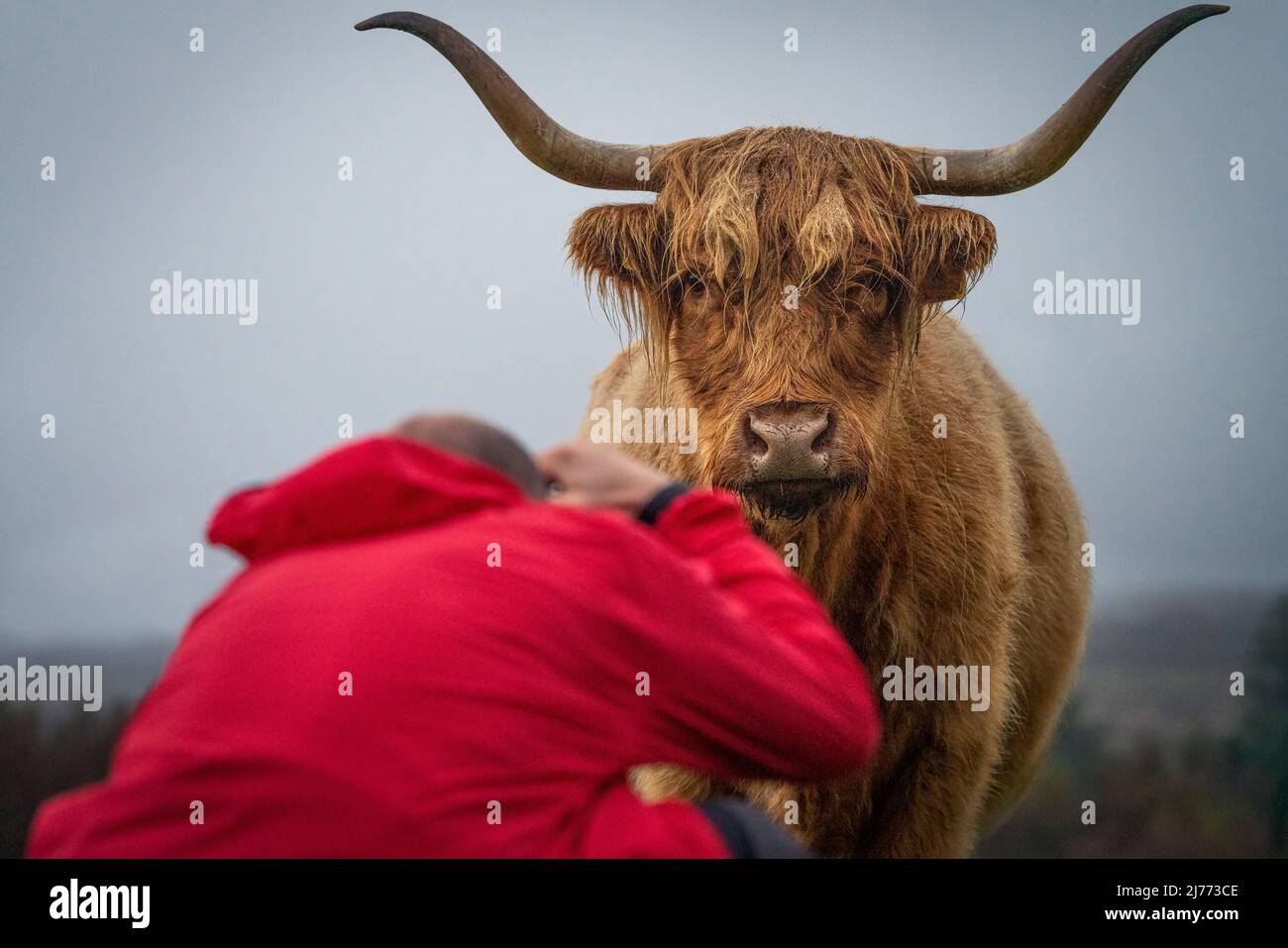 Una coppia impressionante di mucche delle Highland catturate sulla costa settentrionale della Scozia. Alba, Tramonto in estate, primavera. Con l'uomo in primo piano. Foto Stock